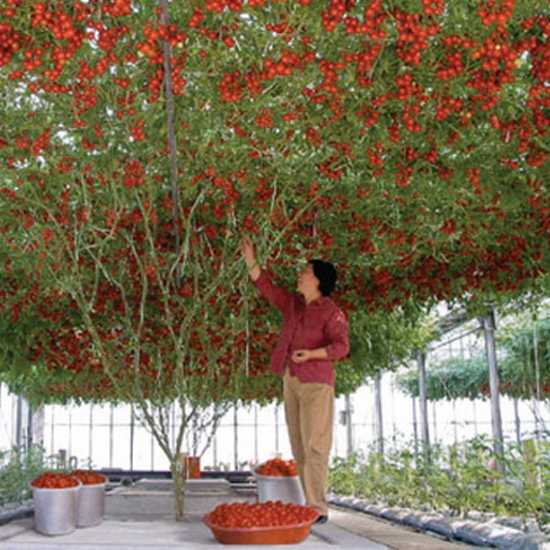 Помидорное дерево: как выращивать такое растение с высокой урожайностью; сорта, условия выращивания