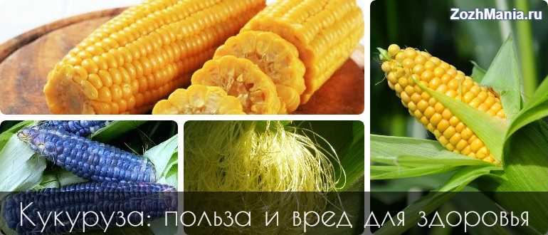 Кукуруза — кладезь витаминов: в чем польза для организма и кому нельзя её есть