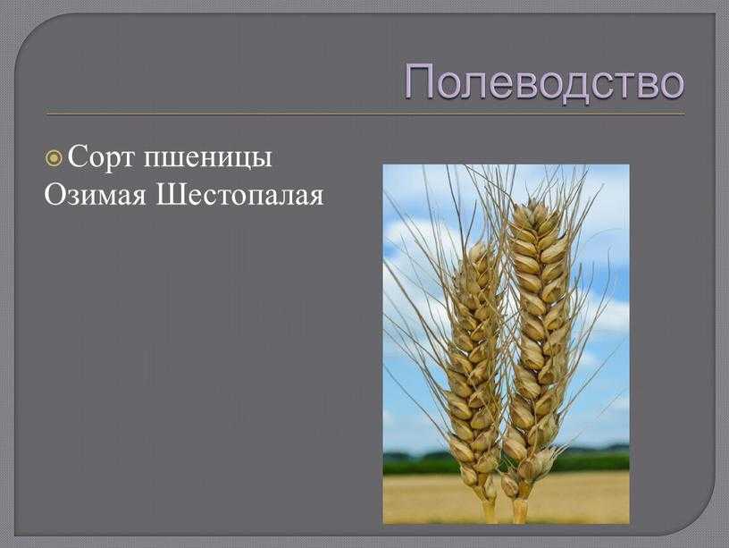 Озимая пшеница губернатор дона: характеристика сорта и его описание, нормы высева и урожайность