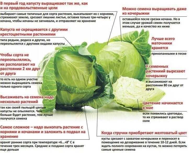 ᐉ чем лучше подкормить капусту в открытом грунте после высадки? - zooon.ru