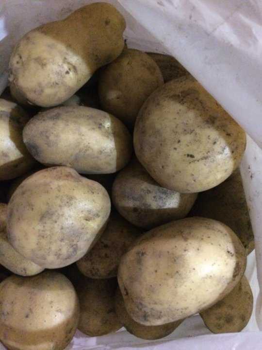 Как вырастить картофель - хороший, вкусный, рассыпчатый