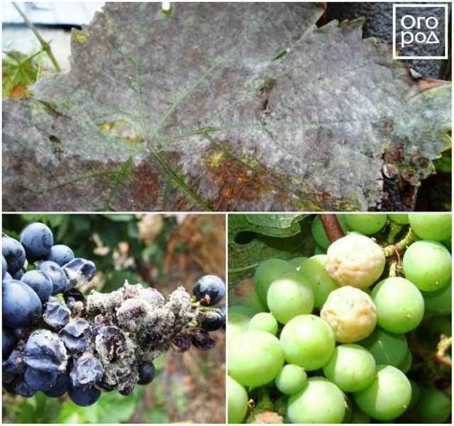 Обработка винограда весной: когда и чем опрыскивать от болезней вредителей, пошаговая инструкция