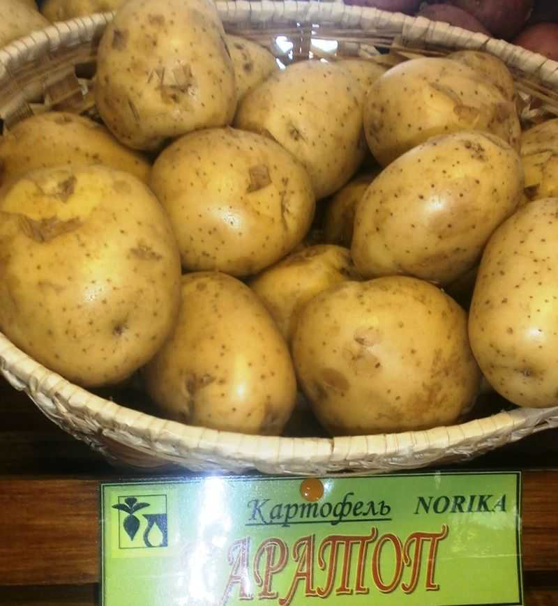 Сорта картофеля по алфавиту фото и описание с названиями – для дачников