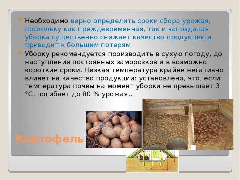 Когда выкапывать картошку с грядки для хранения, как определить, что пора