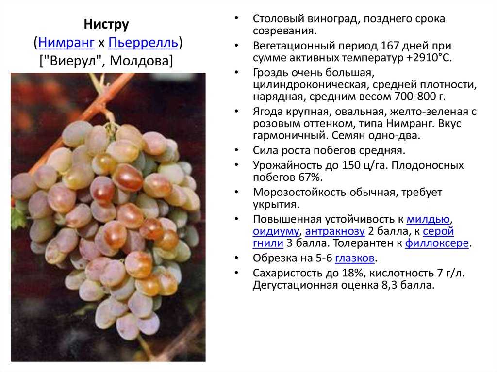 Виноград ливия: отзывы, фото, описание и характеристика сорта, выращивание, посадка и уход, обрезка