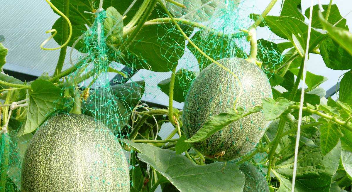 Правильное выращивание арбузов в сибири, советы садоводов
