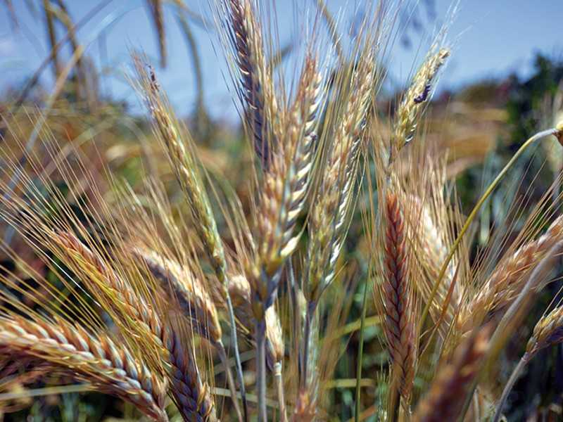 Источник дополнительной прибыли – новости – зерновые и зернобобовые – продуктыkws в россии