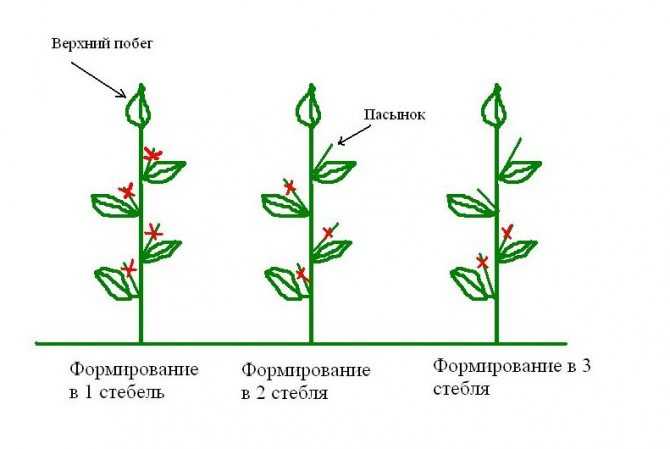 Как формировать баклажаны? формирование в открытом грунте и теплице. как правильно прищипывать кусты по схемам? нужно ли обрывать нижние листья у рассады?