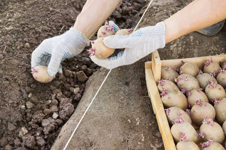 Голландский способ посадки картофеля: описание метода выращивания картошки на даче, преимущества и недостатки технологии, схемы посадки