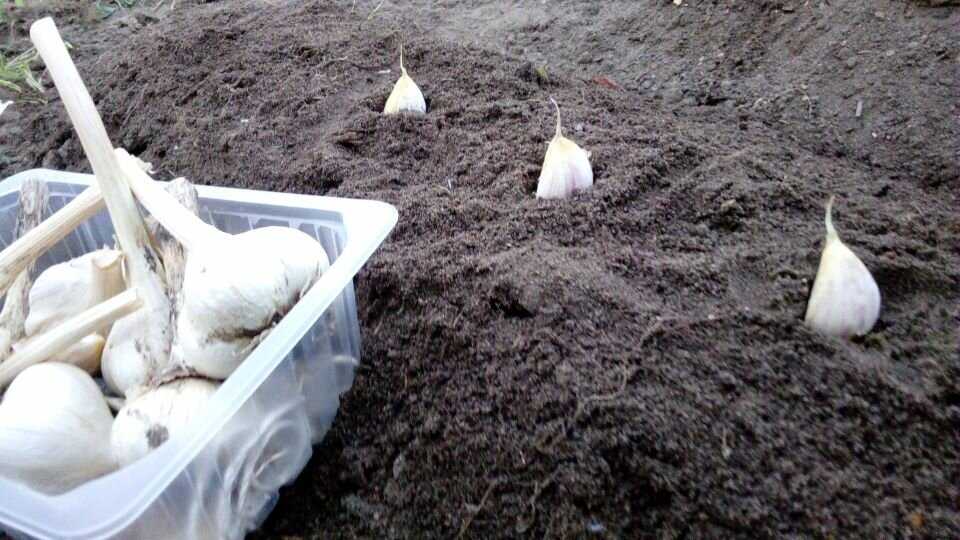 Как правильно подготовить почву для посадки чеснока