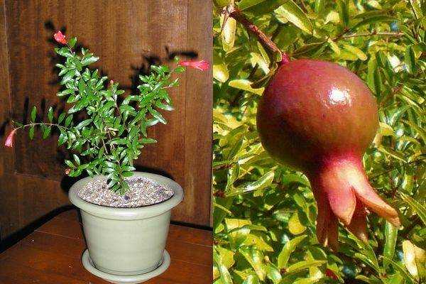 Как вырастить персик из косточки в горшке или прямо в саду