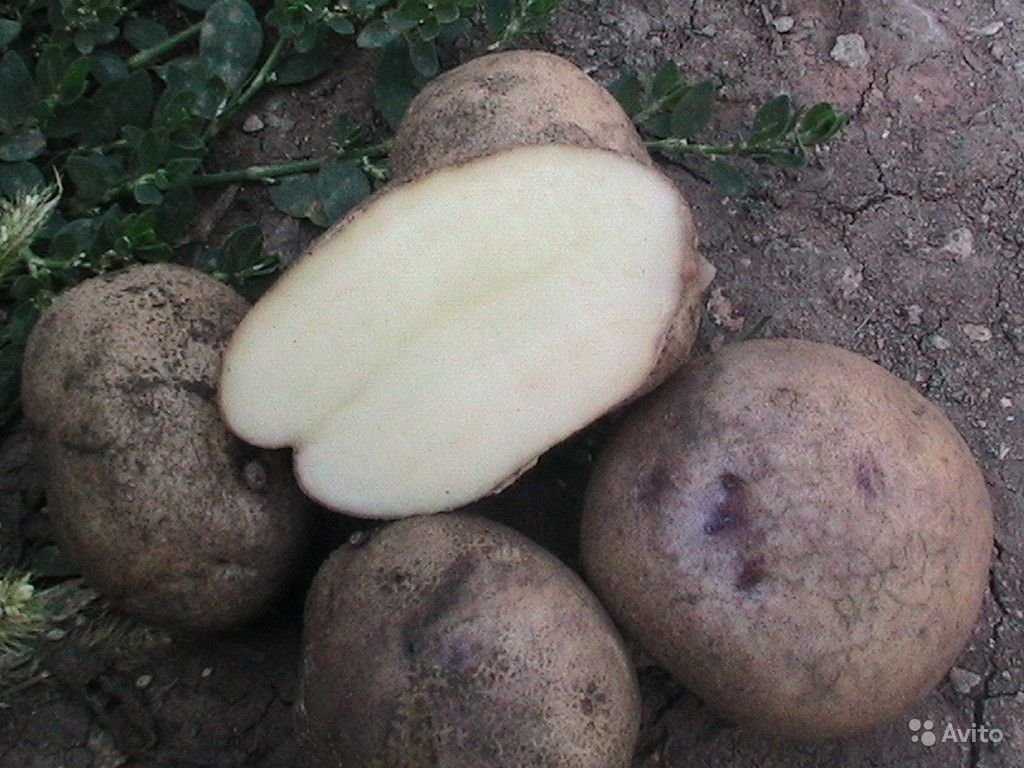 Почему картофель не дает урожай: 5 основных ошибок