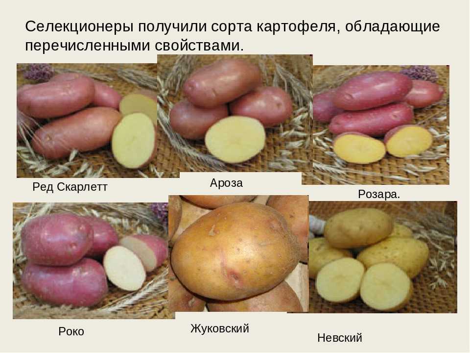 Картофель «аврора» описание сорта, фото