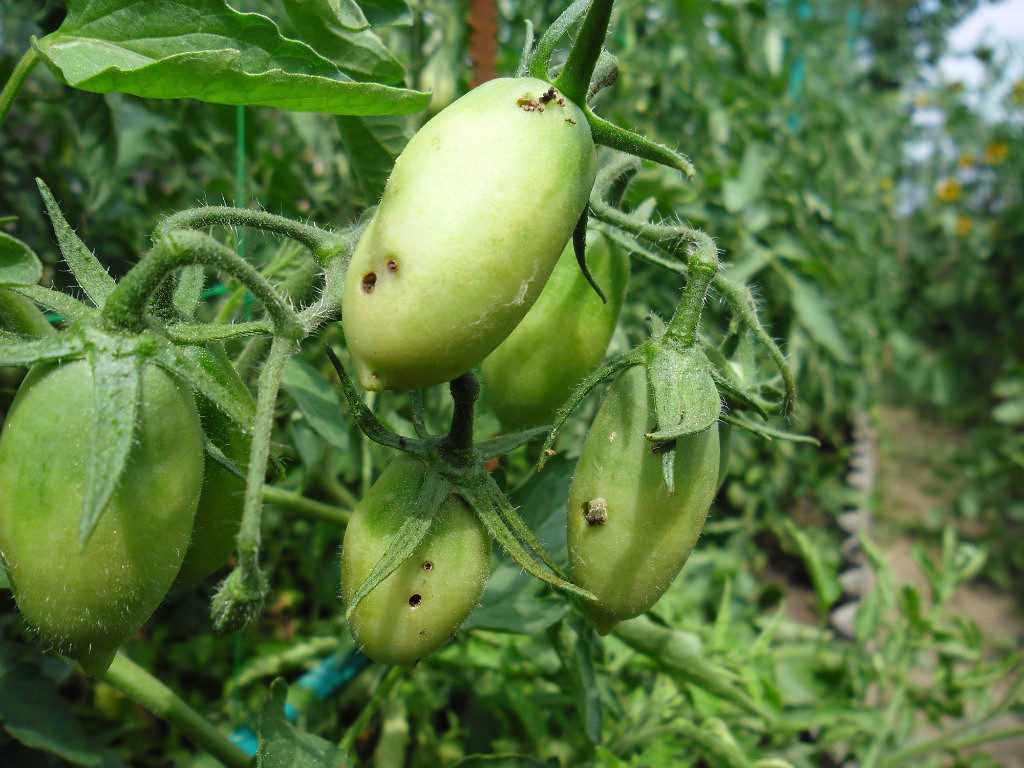 Болезни помидоров в теплице и открытом грунте