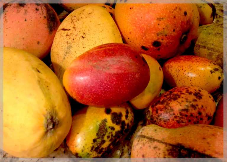 Как хранить манго: дома, в холодильнике, в морозилке, сроки, условия