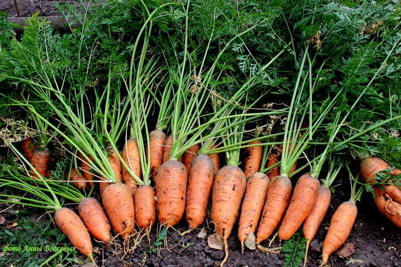 Какие характеристики имеет морковь император?