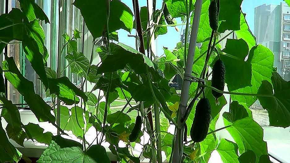 Все секреты выращивания рассады огурцов: для теплицы и подоконника