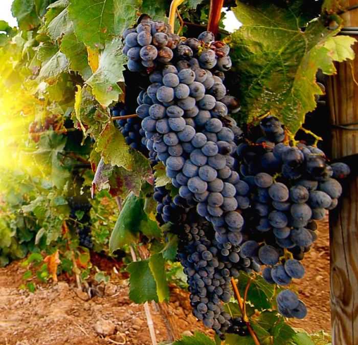 Самые хорошие неукрывные сорта винограда для подмосковья