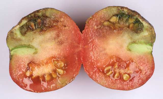 Почему чернеют помидоры – плоды, листья, стебель. что с этим делать