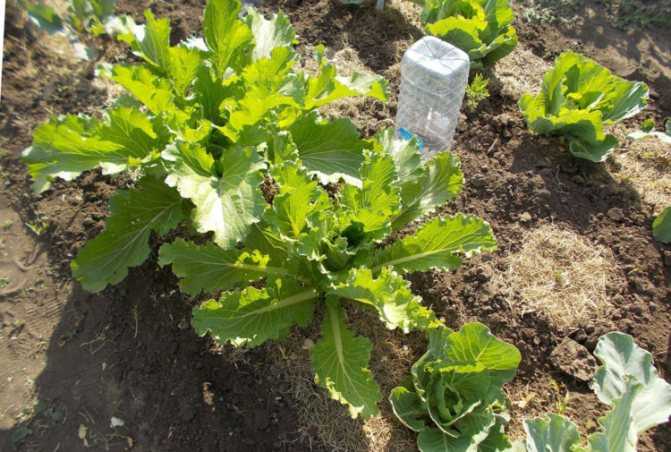 Что делать, если брокколи зацвела и как правильно выращивать капусту, чтобы это предотвратить