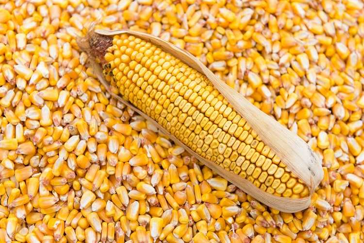 Кукуруза?: полезные свойства и калорийность | food and health