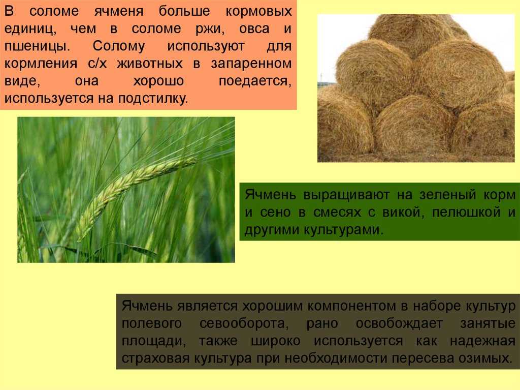 Как сеять пшеницу: технология возделывания озимых и яровых сортов