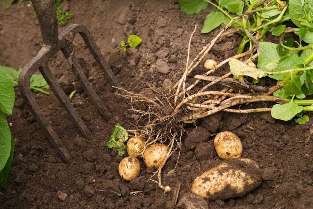 Почему не цветут кусты картофеля