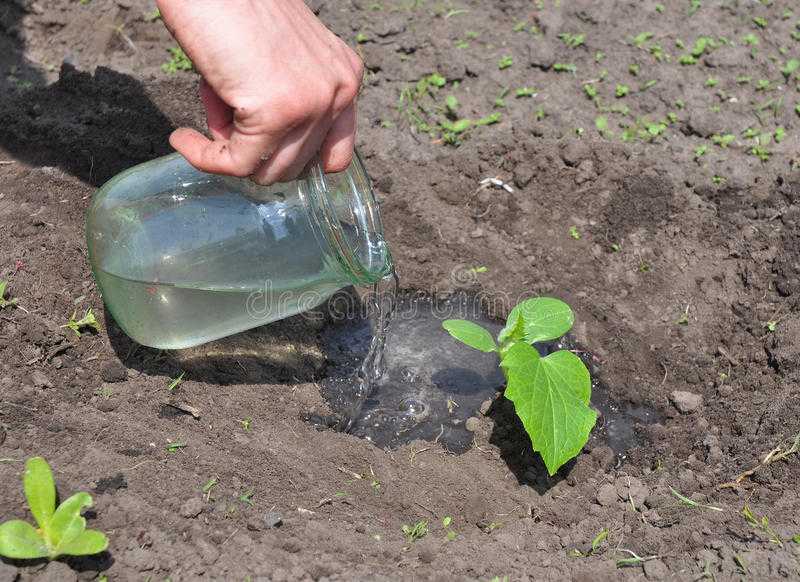 Как поливать огурцы: частота и способы, в том числе капельный и бутылочный полив, как вырастить овощ без полива