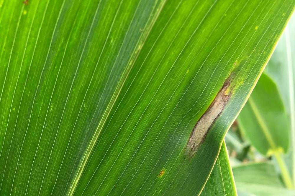 Болезни кукурузы и вредители: описание и лечение, меры борьбы с ними, фото