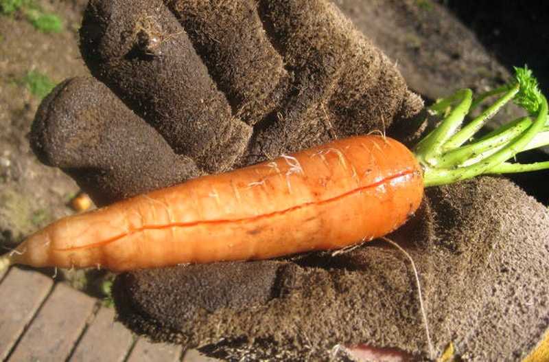 Морковные почему. всхожесть семян, горечь корнеплодов / асиенда.ру