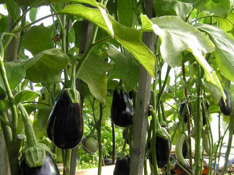Баклажаны: выращивание в открытом грунте