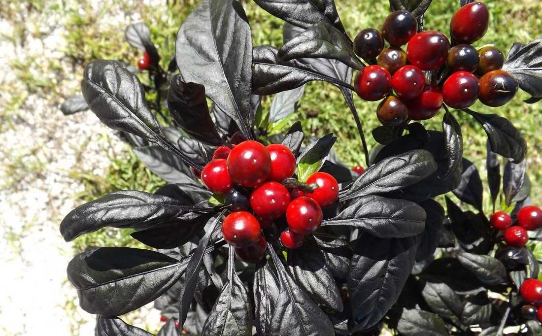 Черный сладкий перец: выращивание, сорта и их описание, фото, отзывы