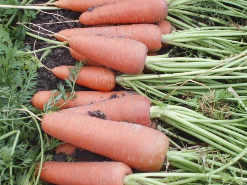 Голландский сорт моркови дордонь — полная характеристика и советы по выращиванию