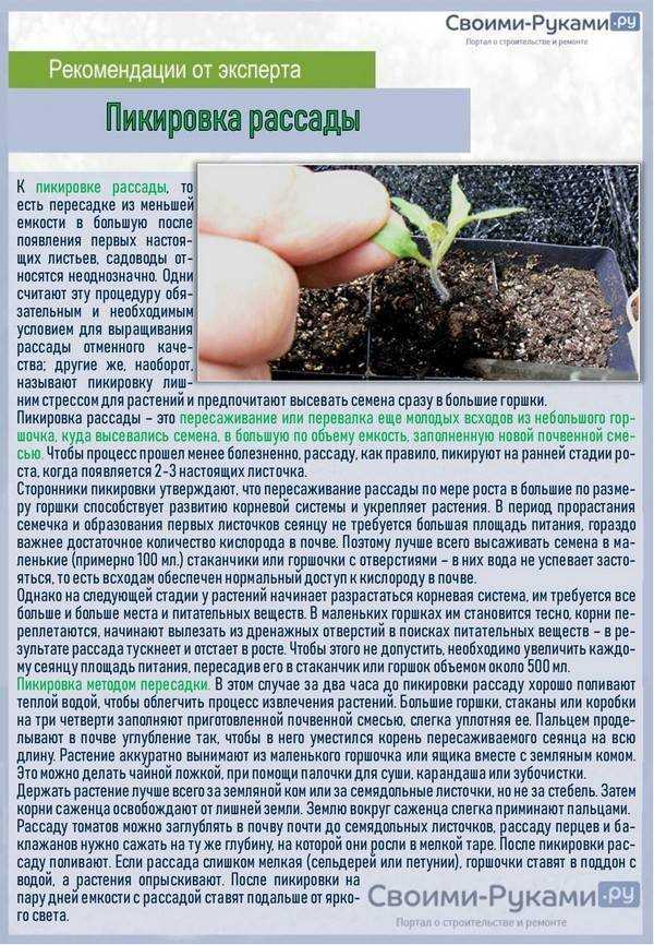 Выращивание рассады баклажанов: посев, уход, пикировка в домашних условиях