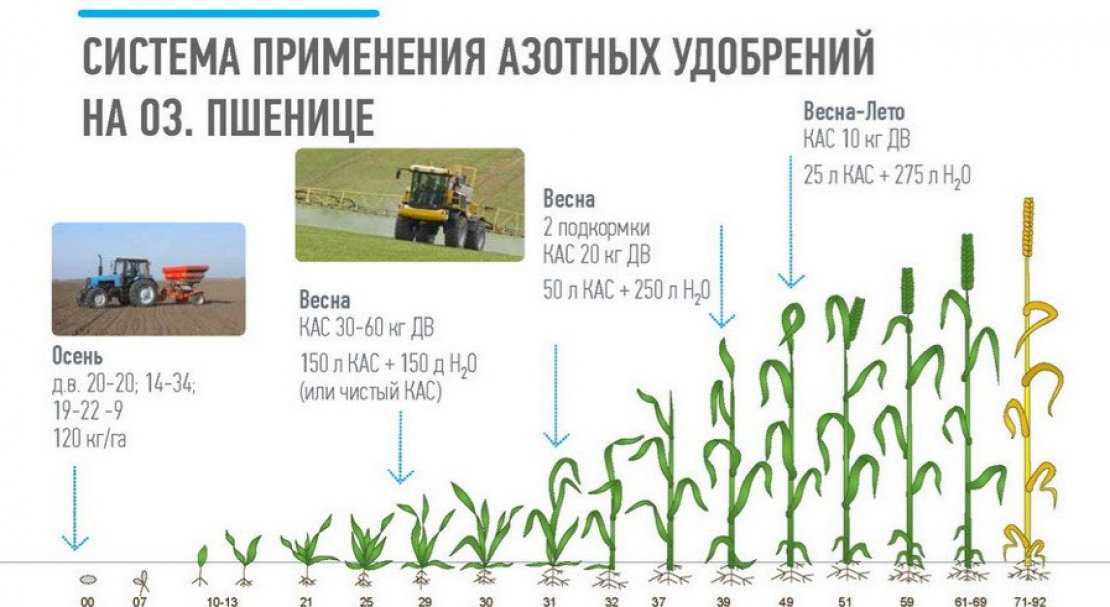 Посев озимой и яровой пшеницы: сроки посева, технология возделывания, когда сажать, как сеять, глубина заделки семян, уход за посевами, чем обработать