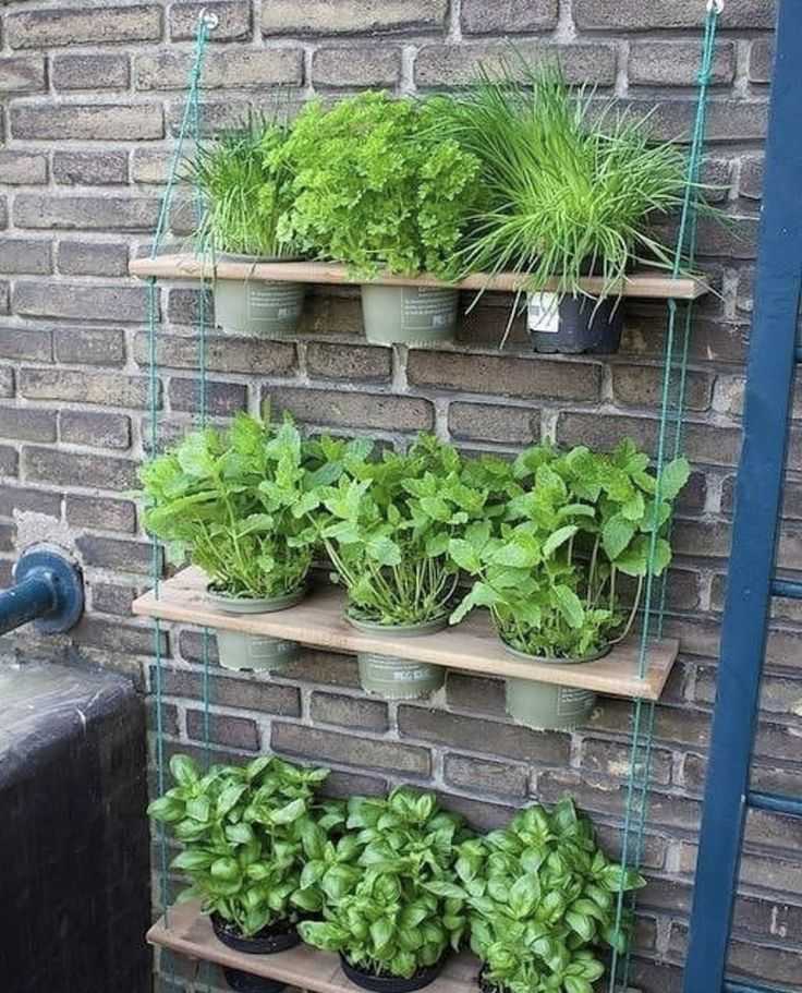 Как вырастить брокколи на огороде - пошаговая инструкция! - огород, сад, балкон - медиаплатформа миртесен