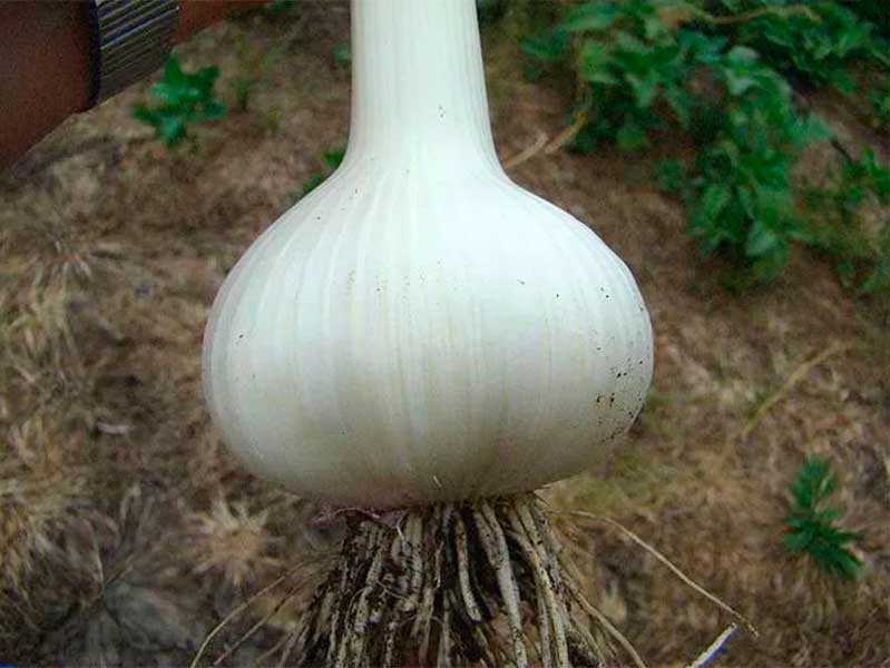 Описание сорта чеснока сибирский гигант, особенности выращивания и ухода