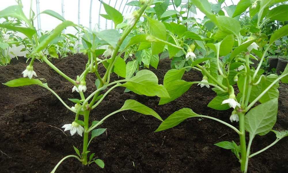 Выращивание болгарского перца в теплице: особенности посадки и ухода