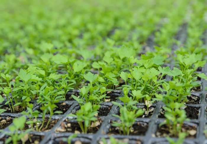 Когда и как сажать салат листовой в грунт, теплицу и на рассаду в 2021 году, лучшие сорта и уход за салатом, вредители и болезни