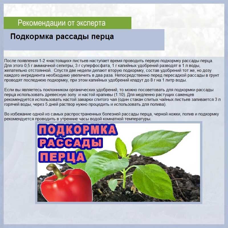 Чем подкормить базилик на грядке в открытом грунте и в домашних условиях на подоконнике, как ускорить рост и можно ли удобрять самодельными смесями? русский фермер