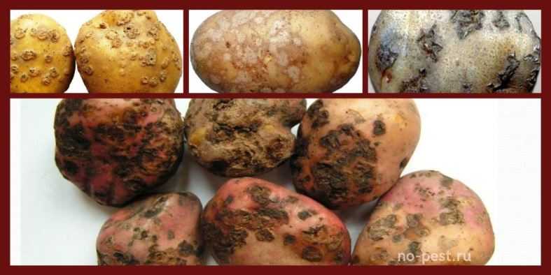 Как избавиться от сухой гнили на картофеле