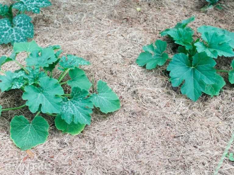 Кабачки: выращивание из семян, посадка и уход в открытом грунте