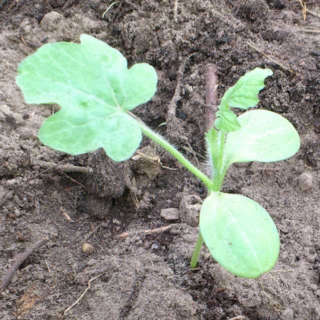 Когда сажать семена арбуза на рассаду: сроки. как посадить семена арбуза на рассаду, в открытый грунт: особенности, рекомендации, уход