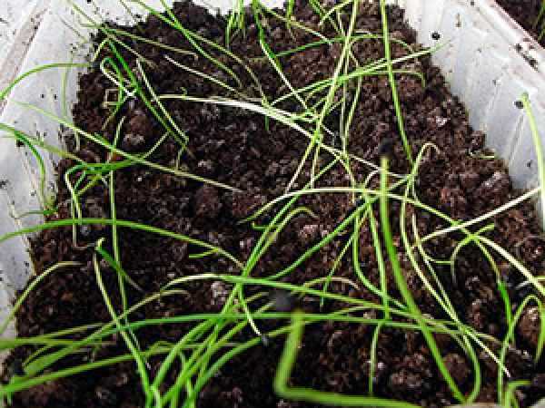 Как сеять лук эксибишен на рассаду: правила выращивания и ухода в домашних условиях