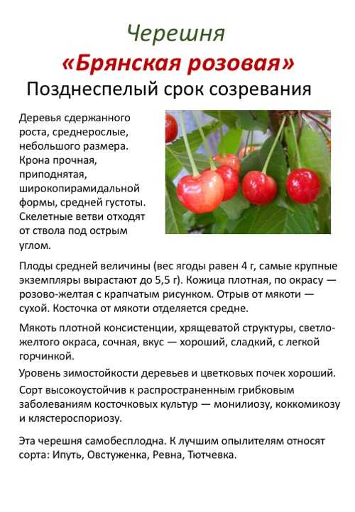 Черешня ленинградская черная: отзывы, фото, описание морозостойкого сорта