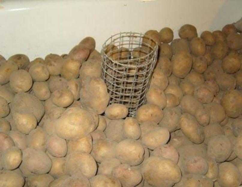 Чтобы картошка не прорастала в подвале: что делать, если картошка проросла в погребе, как правильно хранить, почему так происходит и что делать