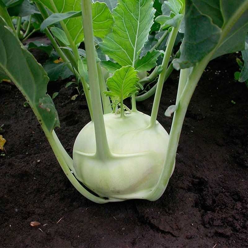 «стеблевая репка» – капуста кольраби. фото, особенности выращивания в открытом грунте, советы по уходу