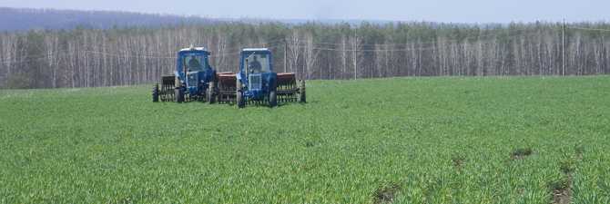 Подкормка пшеницы озимой: весной, осенью, карбамидом - норма внесения