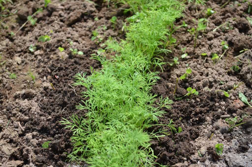 Укроп — сорта, условия для посадки, посев в открытый грунт