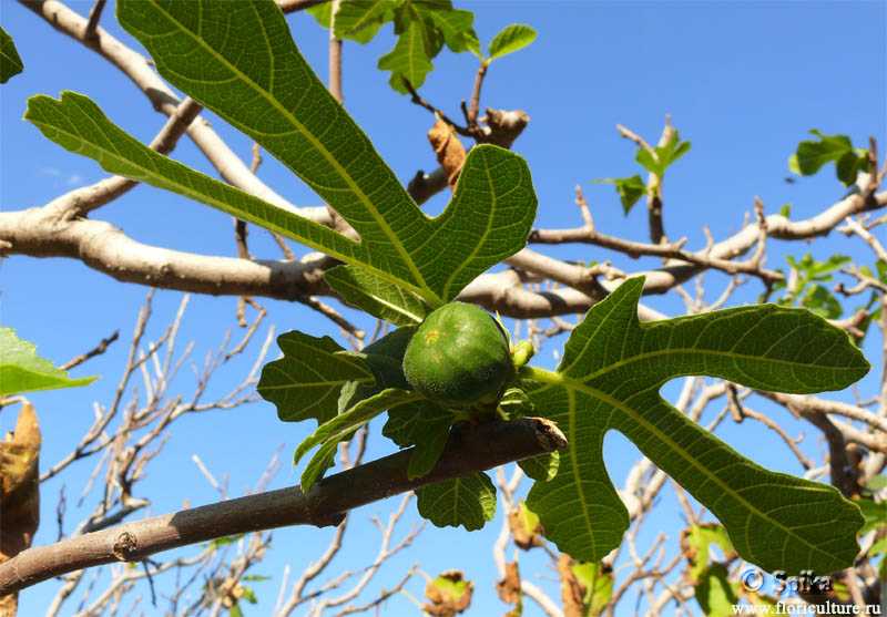 Фиговое дерево – что это такое, как выглядит, где растет, особенности выращивания в открытом грунте